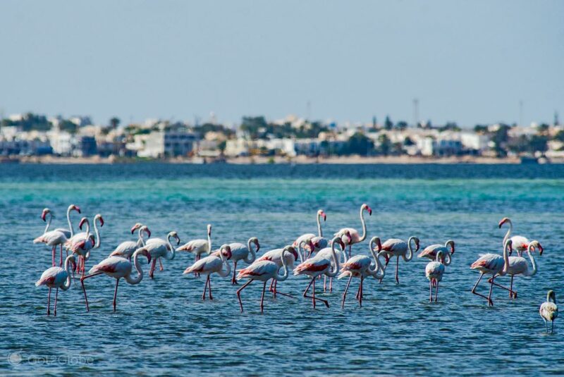 L Le Aux Flamants Roses De Djerba La Meilleure P Riode Pour Y Aller