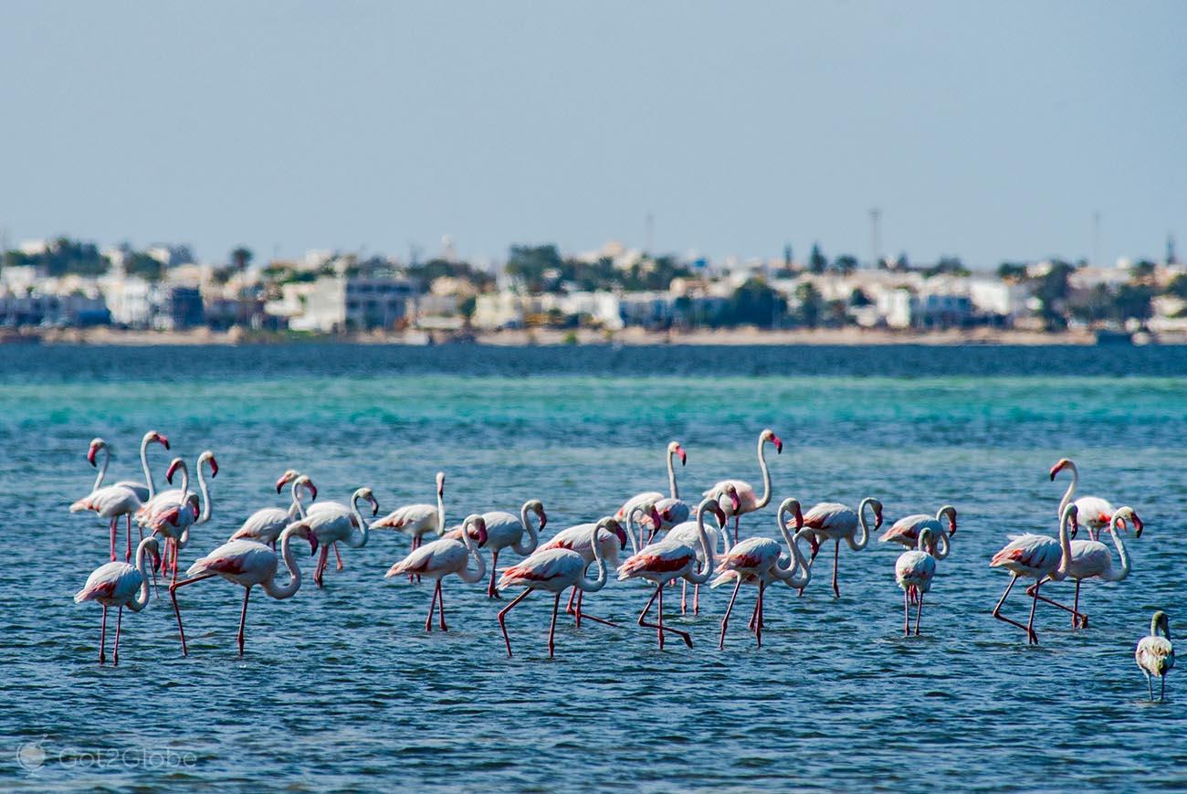 L île aux flamants roses de Djerba la meilleure période pour y aller